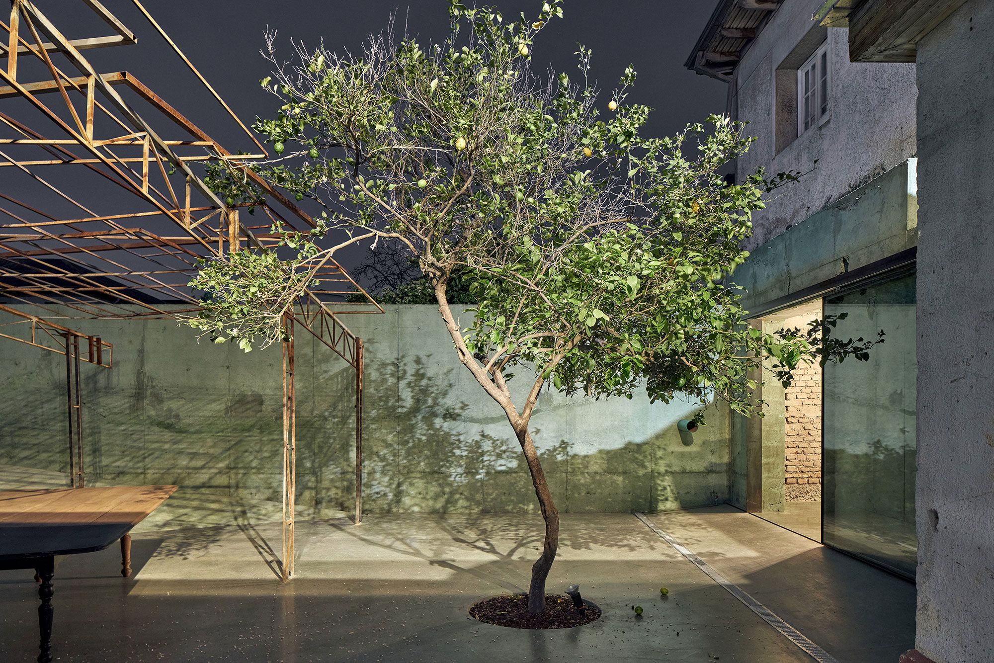 The courtyard lemon tree, at night.